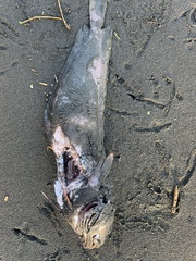 Pseudophycis bachus