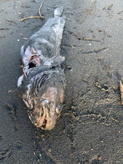 Pseudophycis bachus