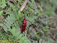 Dicelosternus corallinus