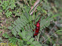Dicelosternus corallinus