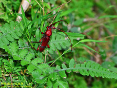Dicelosternus corallinus