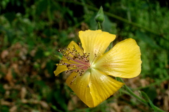 Abutilon persicum