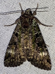 Anaplectoides prasina