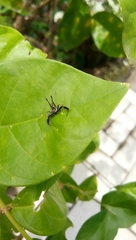 Salticidae