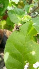 Salticidae