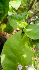 Salticidae