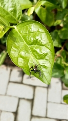 Salticidae