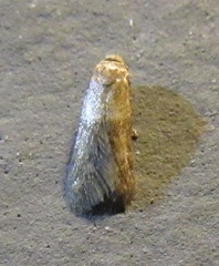 Tischerioidea