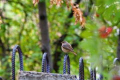 Phoenicurus phoenicurus