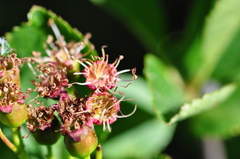 Crataegus gaylussacia