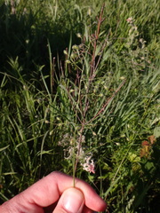 Dichanthelium leibergii