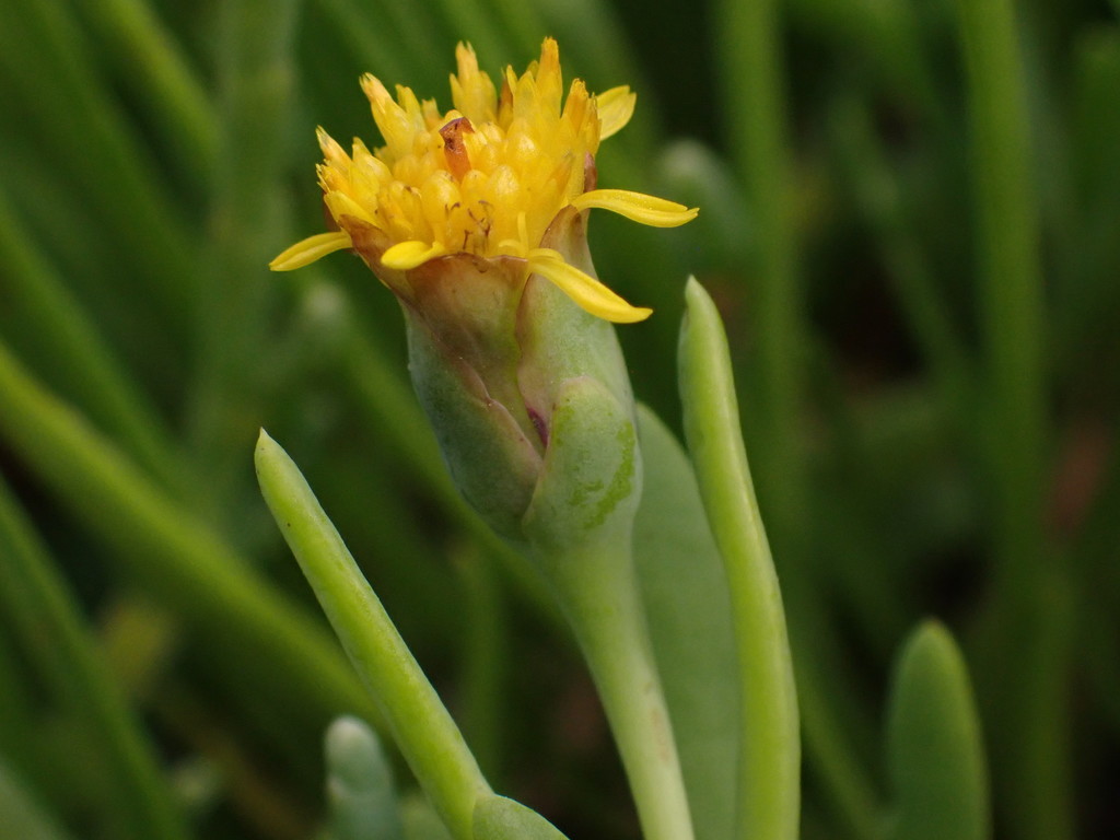 Marsh Jaumea