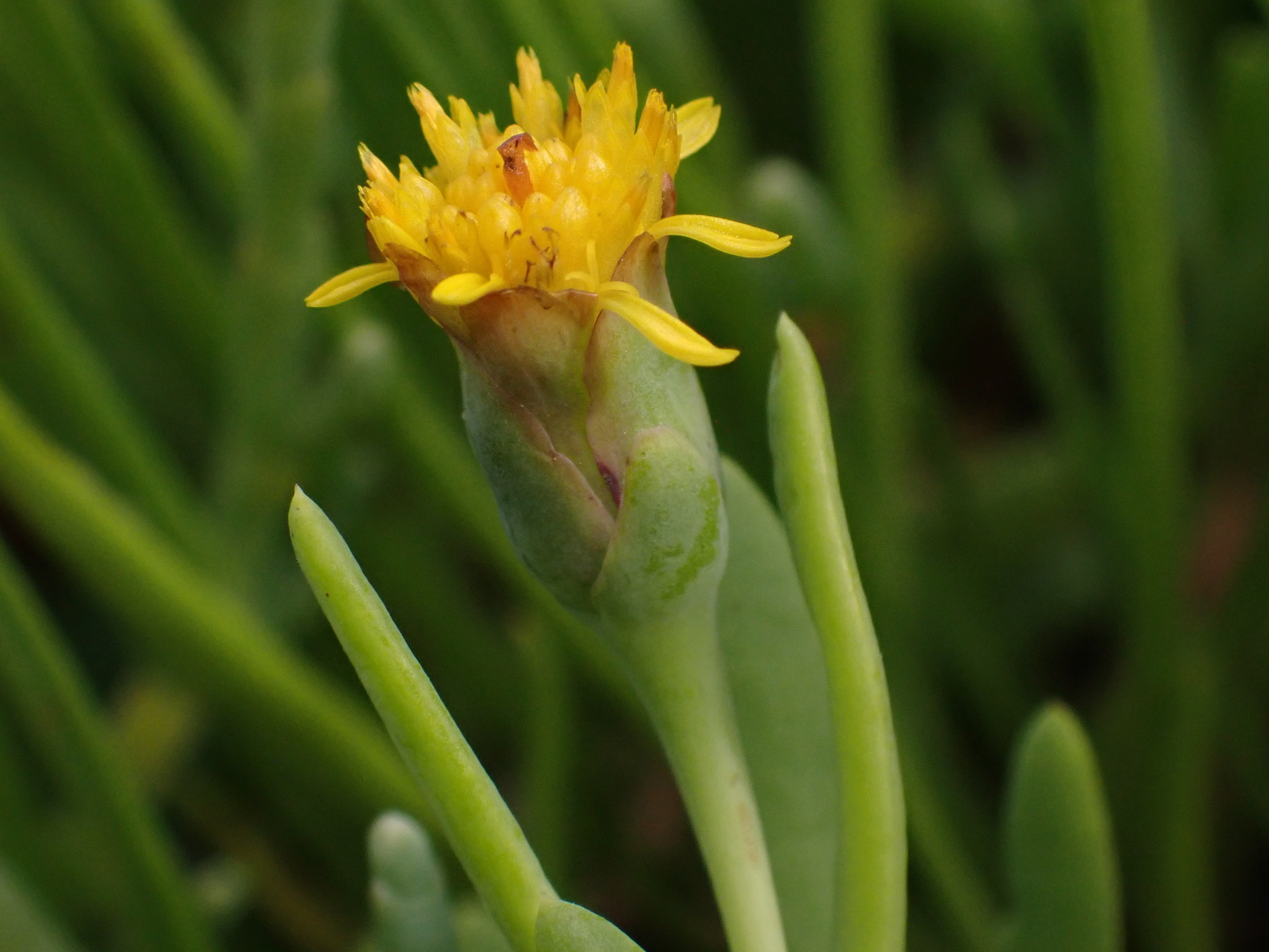 Jaumea carnosa
