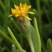 Marsh Jaumea - Photo (c) Sadie Hickey, some rights reserved (CC BY-NC), uploaded by Sadie Hickey