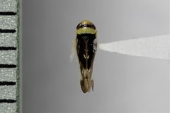 Colladonus montanus reductus