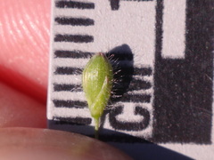Dichanthelium leibergii