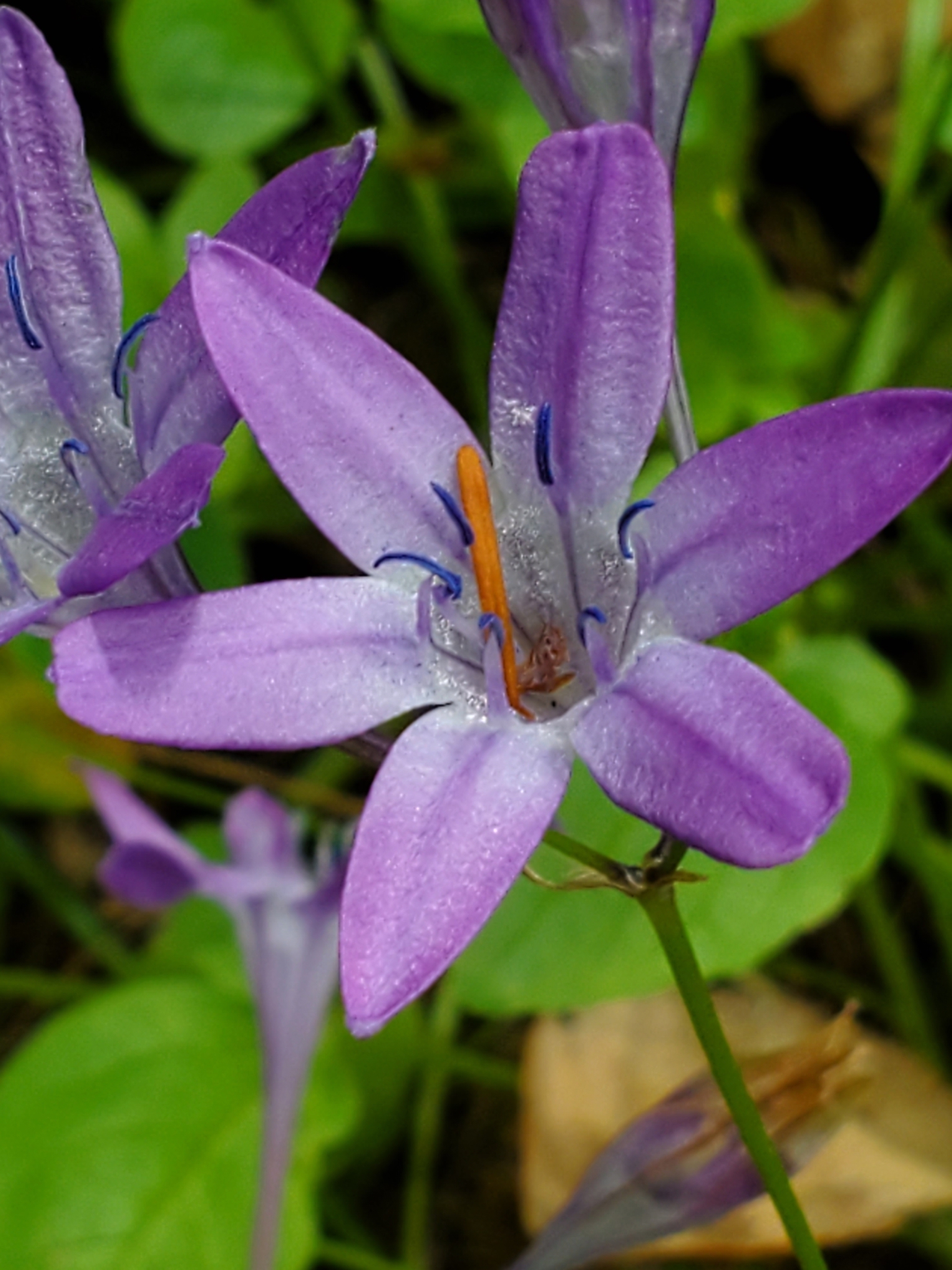 Triteleia bridgesii