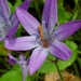Bridges' Brodiaea - Photo (c) cloverb, some rights reserved (CC BY-NC), uploaded by cloverb