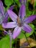 Bridges' Brodiaea - Photo (c) cloverb, some rights reserved (CC BY-NC), uploaded by cloverb