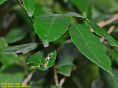 Papilio castor formosanus