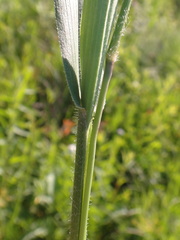 Dichanthelium leibergii