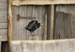 Corvus frugilegus