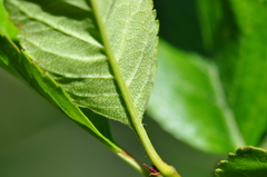 Crataegus gaylussacia