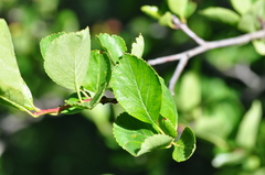 Crataegus gaylussacia
