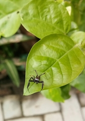 Salticidae
