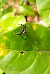 Salticidae