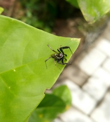 Salticidae