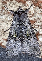 Syngrapha viridisigma