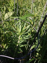 Lilium philadelphicum