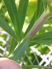 Lilium philadelphicum