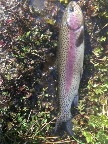 San Pedro Martir Trout
