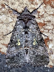 Syngrapha viridisigma
