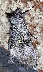 Syngrapha viridisigma