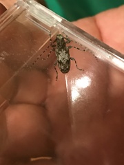 Aegomorphus modestus