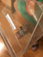 Aegomorphus modestus