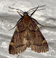 Hypsopygia thymetusalis