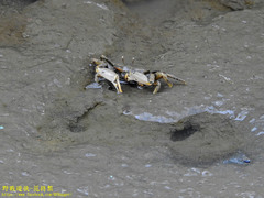 Macrophthalmus banzai