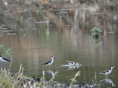 Himantopus mexicanus