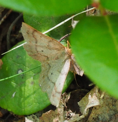 Metarranthis indeclinata