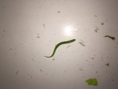 Apodichthys flavidus