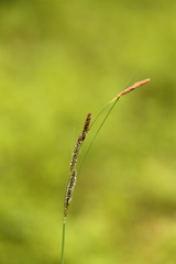 Carex kelloggii
