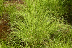 Carex kelloggii