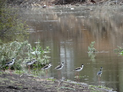Himantopus mexicanus