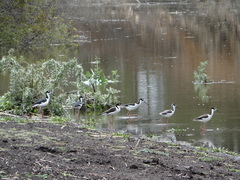 Himantopus mexicanus