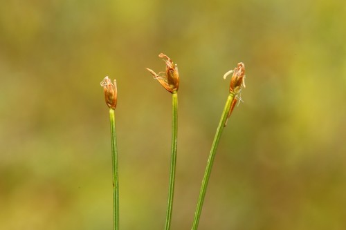Tufted Bulrush