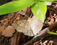 Metarranthis indeclinata